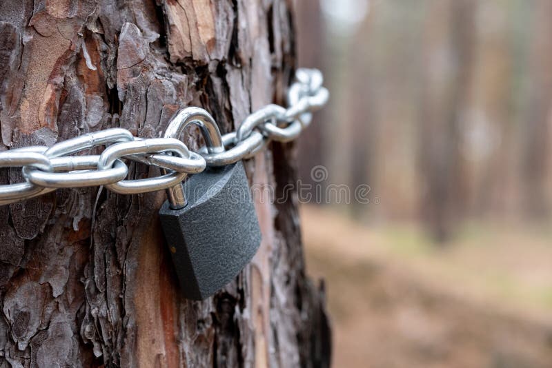 Chain and Lock Side View Hanging on the Tree Stock Photo - Image of  protection, ecology: 139077320