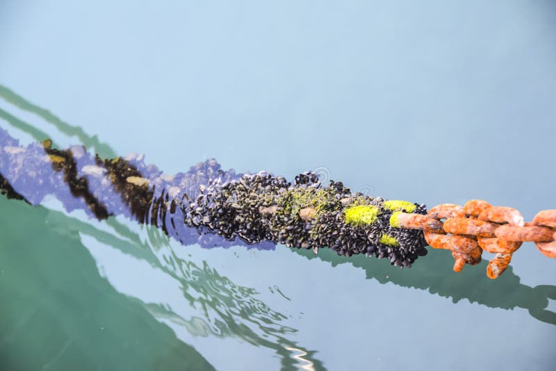 Cadena el mar de Océano oxidado naranja a mecánico verde crustáceos.