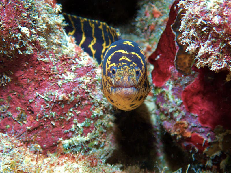 Chainlink Moray Eel stock image. Image of life, portrait 224104549
