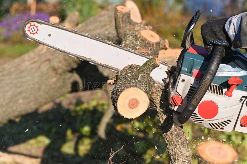 A Chainsaw in Closeup Saws a Tree. Sawdust is Flying. Stock Photo