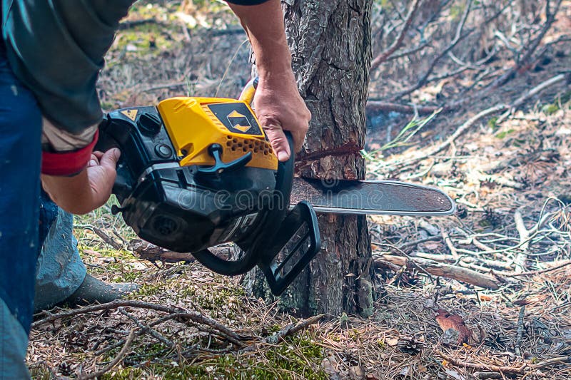 Chainsaw Saws a Tree in the Forest. Cutting Down Trees Forest