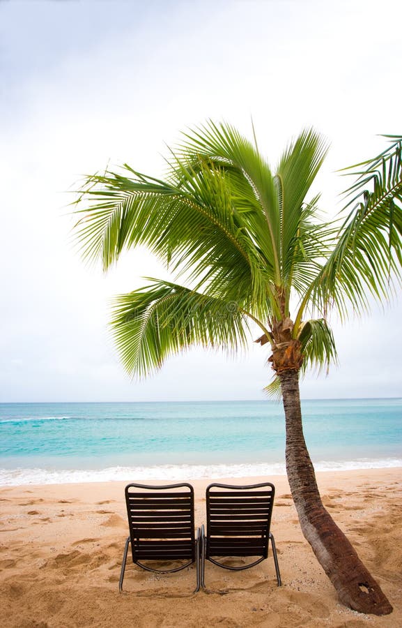 Chairs and palm tree