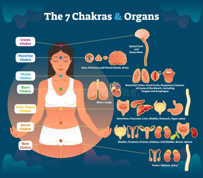 7 chakra healing and corresponding inner organ groups, vector illustration diagram. Esoteric body science infographic.