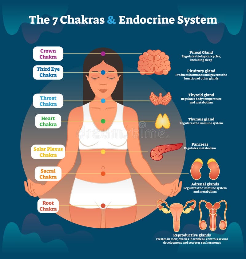 7 Chakras and Endocrine System, Esoteric Healing Therapy Vector Illustration Body Diagram Scheme with All Chakra Names and Corresponding Body Processes. 7 Chakras and Endocrine System, Esoteric Healing Therapy Vector Illustration Body Diagram Scheme with All Chakra Names and Corresponding Body Processes.