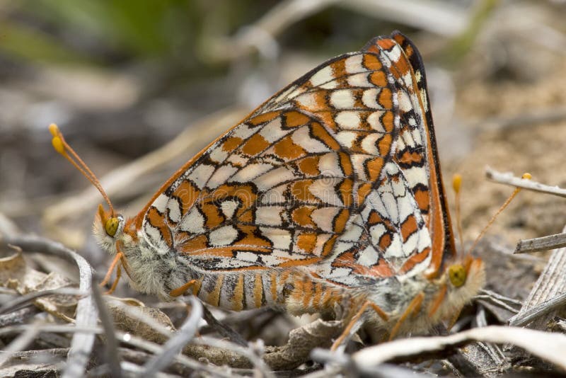 Chalcedon Checkerspot, chalcedona Euphydryas стоковое изображение Chalcedon Checkerspot, chalcedona Euphydryas стоковое изображение
