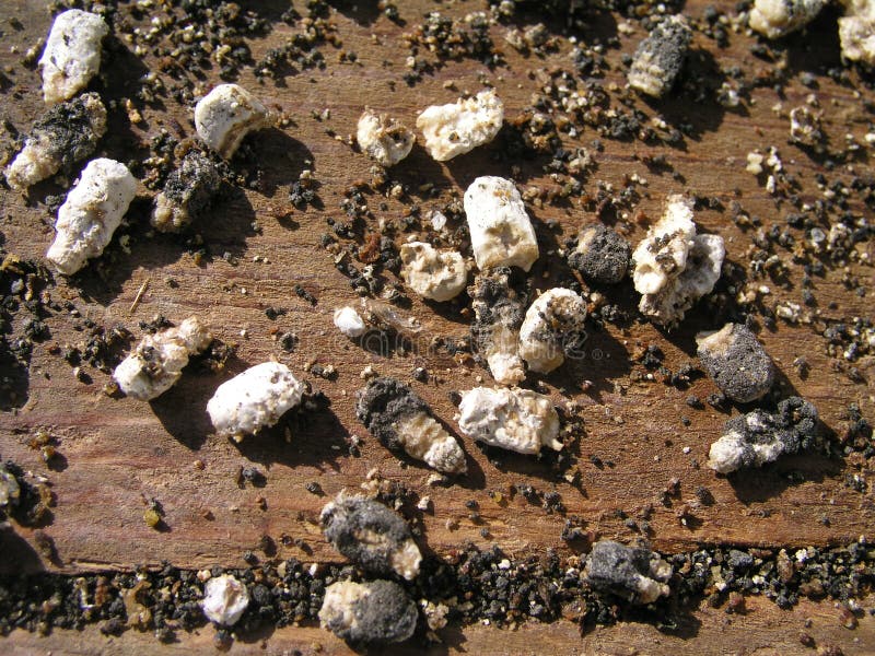 Chalk-brood of bees Ascosphaerosis apis, calcareous, chalk brood, dry foulbrood stock image Chalk-brood of bees Ascosphaerosis apis, calcareous, chalk brood, dry foulbrood stock image