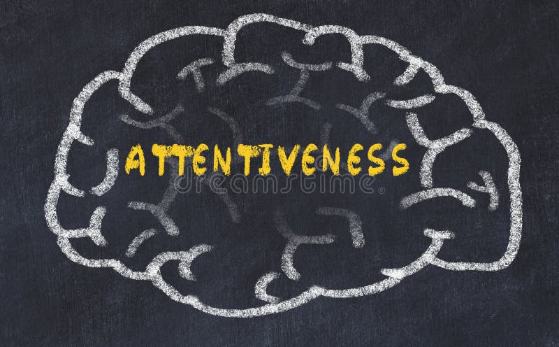 Chalk drawing of human brain with inscription attentiveness stock photos