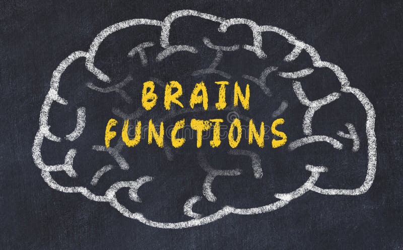 Chalk drawing of human brain with inscription brain functions royalty free stock image