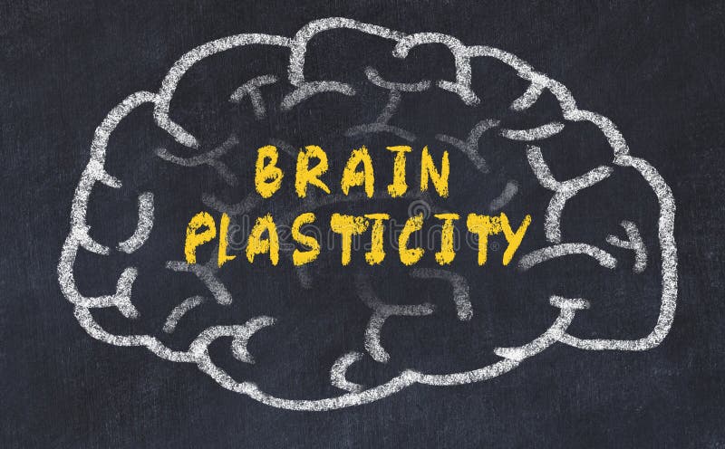 Chalk drawing of human brain with inscription brain plasticity stock photography