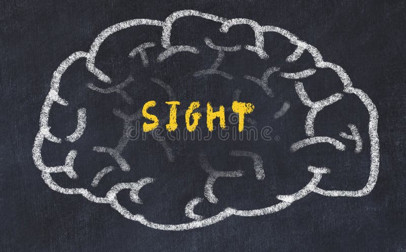 Chalk drawing of human brain with inscription sight royalty free stock images