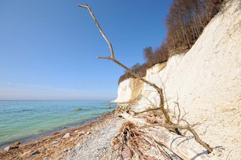 Chalk Rock Cliff of Rugen Island Germany in Springtime. Stock Image