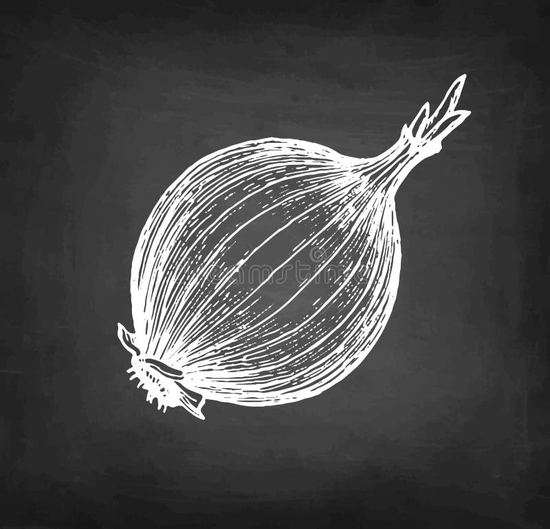 Unique Onion Drawing Sketch for Beginner
