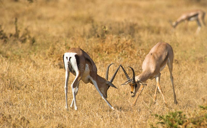 Challenging male Grant´s Gazelles