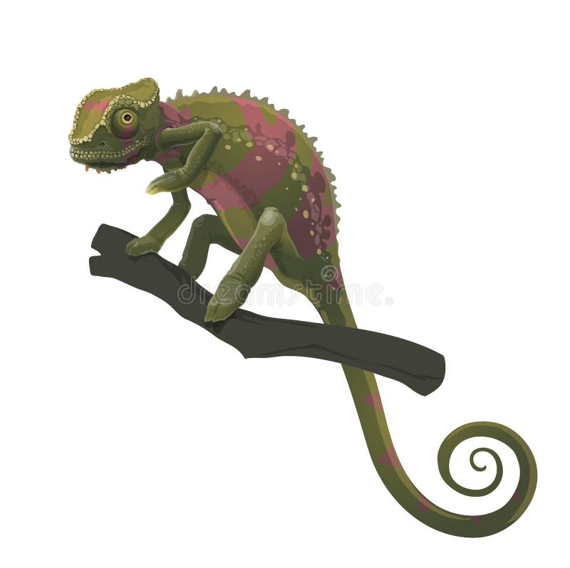 Chamaleon Eidechse Gruner Leguan Komodowaranmonitor Amerikanischer Sand Exotische Reptilien Oder Schlangen Fettschwanz Besch Vektor Abbildung Illustration Von Exotisch Nave 109826858