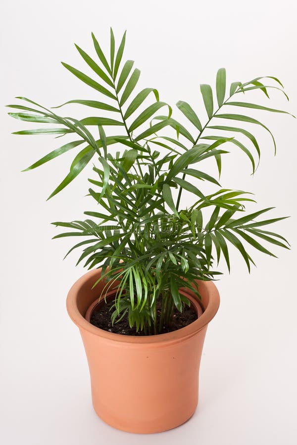 Chamaedorea house plant stock photo