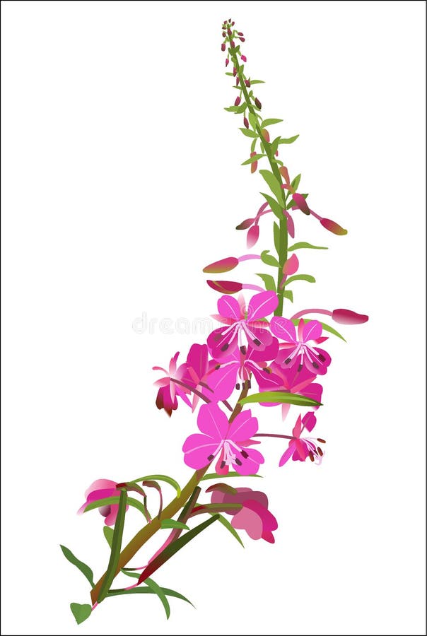 Цветок иван чая рисунок