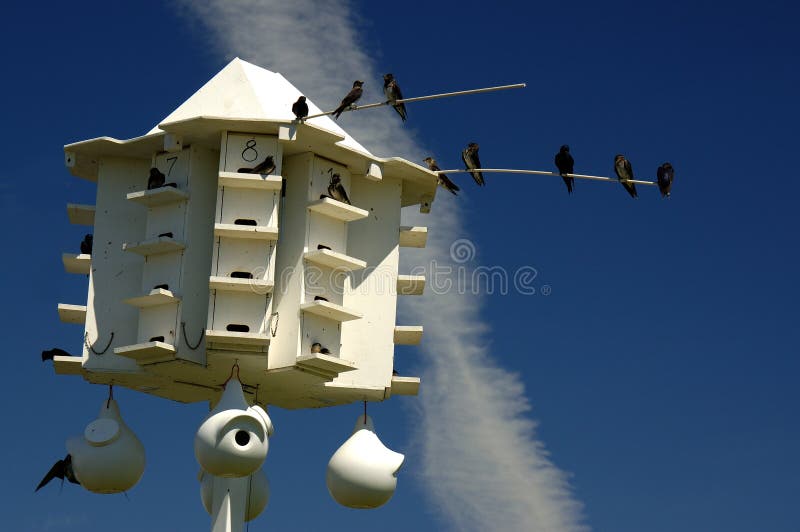 Chambre d'oiseau de Martin pourprée images stock Chambre d'oiseau de Martin pourprée images stock