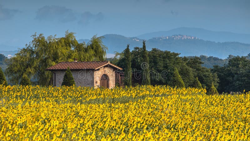 Chambre isolée dans le domaine des tournesols photo stock Chambre isolée dans le domaine des tournesols photo stock