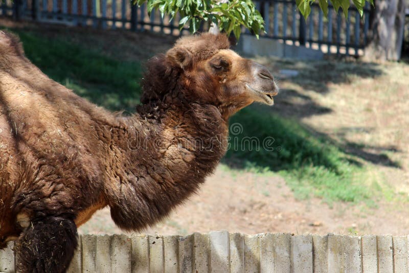 Chameau Bactrian image stock Chameau Bactrian image stock