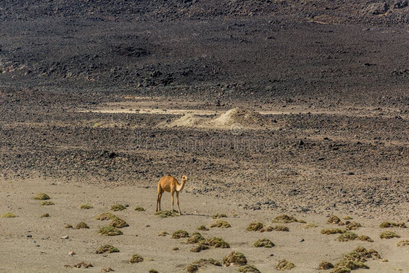 Chameau dans le désert de djibou photos stock