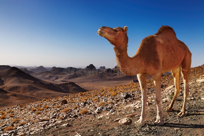 Chameau dans le désert de Sahara photo stock Chameau dans le désert de Sahara photo stock