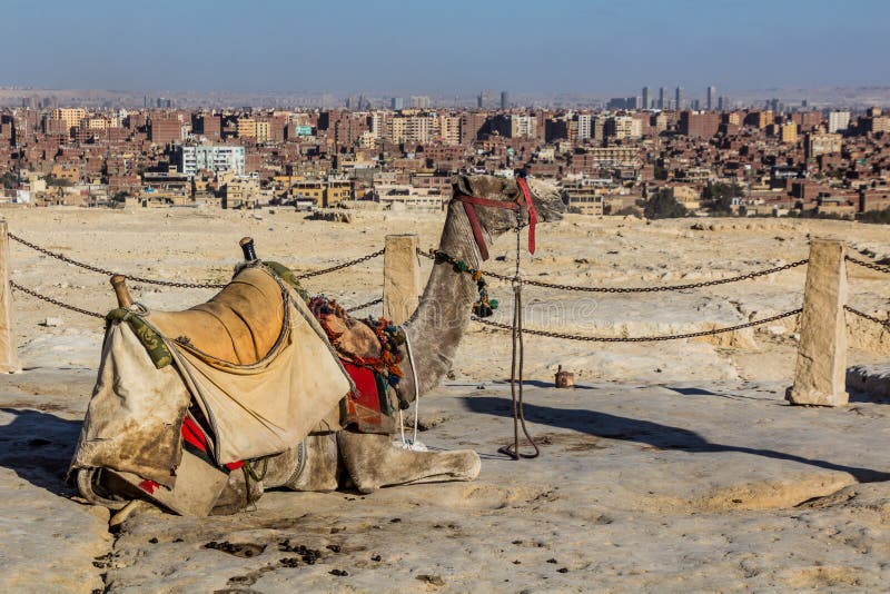 Chameau devant la grande pyramide montres giza egy image stock