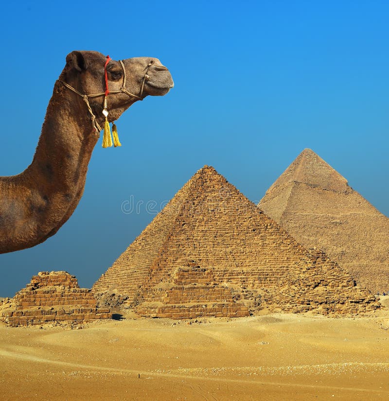 Chameau devant la pyramide en Egypte images libres de droits Chameau devant la pyramide en Egypte images libres de droits