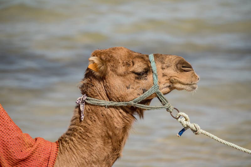 Chameau sur la plage, nature, animaux, Monastir, TUNISIEN photo libre de droits Chameau sur la plage, nature, animaux, Monastir, TUNISIEN photo libre de droits