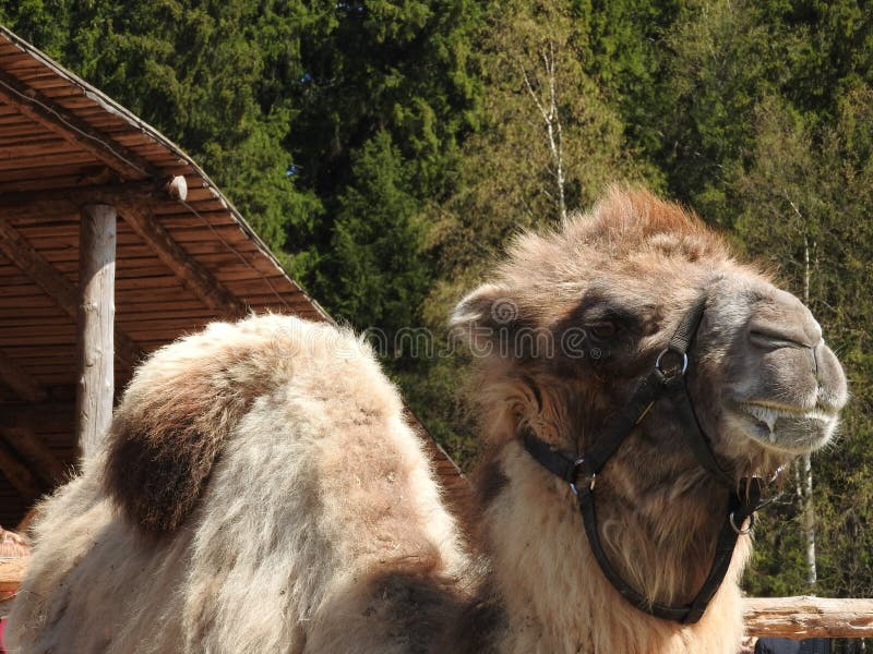 Chameau à une ferme en parc ethnique de nomade de la région de Moscou, un temps clair image libre de droits Chameau à une ferme en parc ethnique de nomade de la région de Moscou, un temps clair image libre de droits