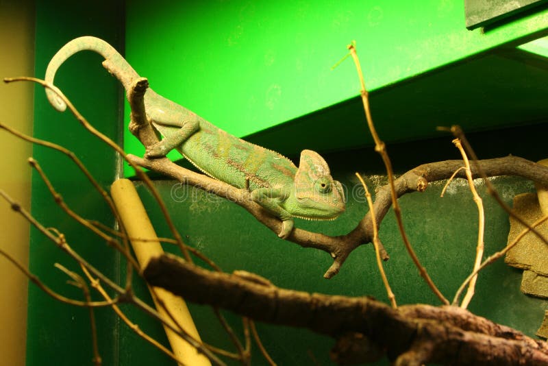 Chameleon stock images