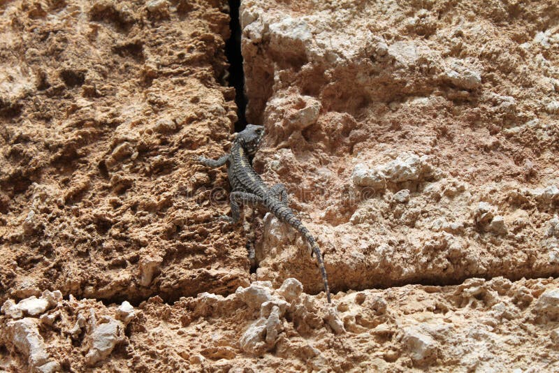 Chameleon stock image