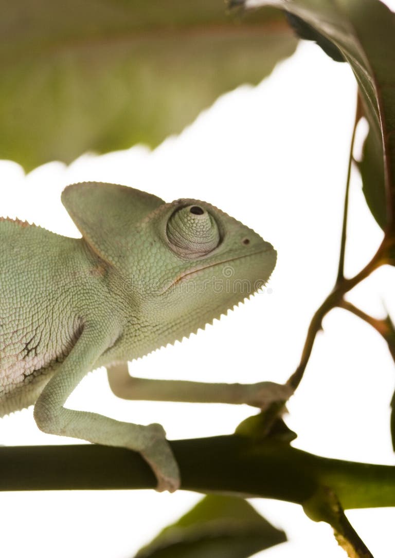 477 Chameleons Colors Stock Photos Free & RoyaltyFree Stock Photos
