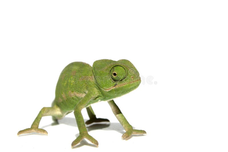 Chameleon immagini stock Chameleon immagini stock