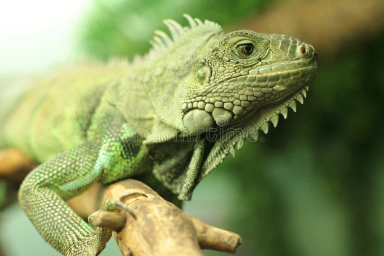 179 Turncoat Stock Photos Free & RoyaltyFree Stock Photos from