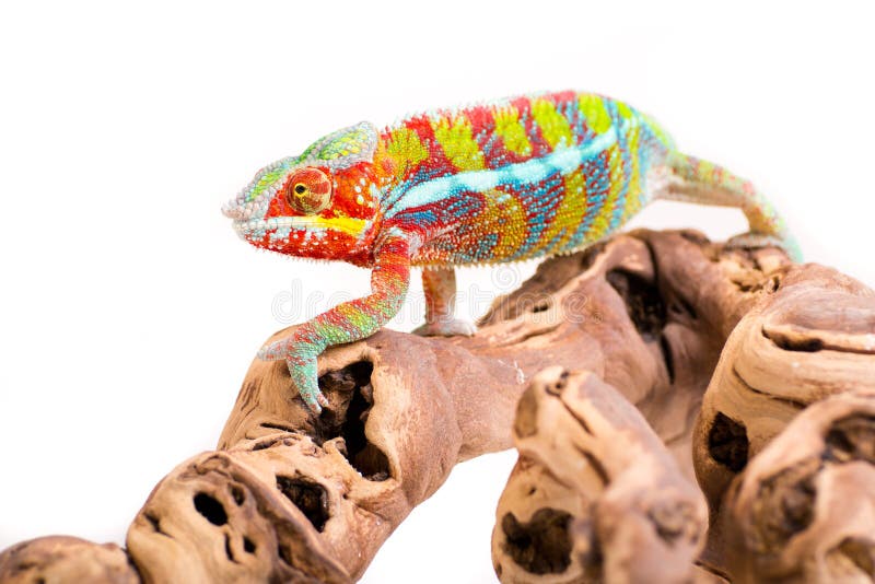 chameleon fotografia de stock royalty free chameleon fotografia de stock royalty free