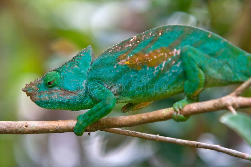 Chameleon