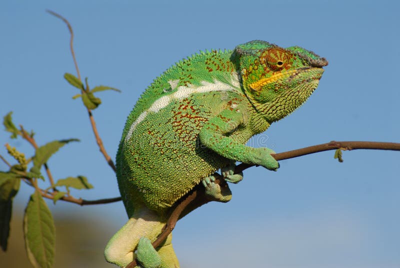 Chameleon