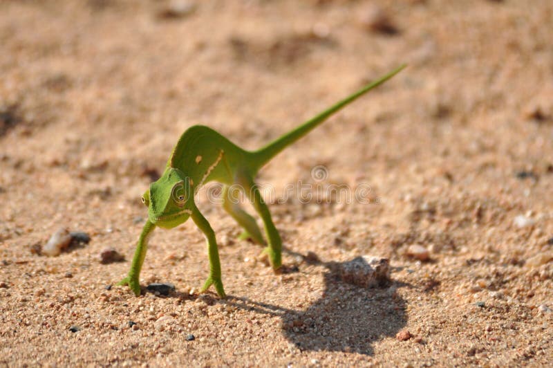 Chameleon in Africa