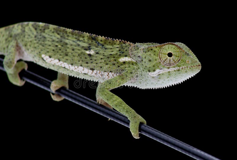 Chameleon Alettone-con il collo. Chameleon verde su un'antenna dell'automobile
