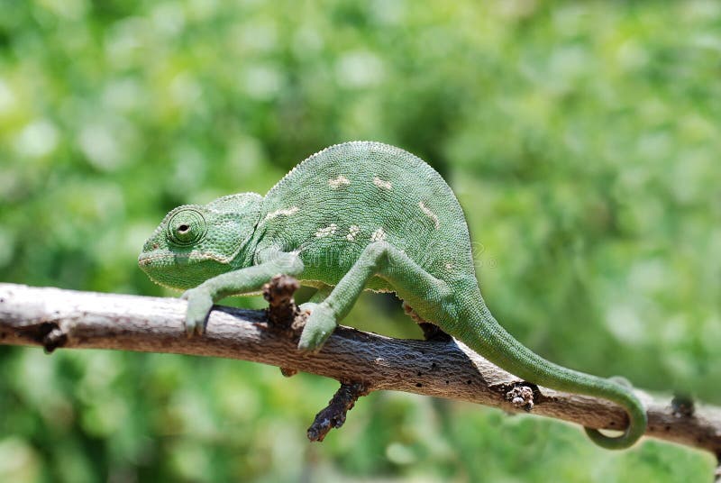 Chameleon on branch royalty free stock photo