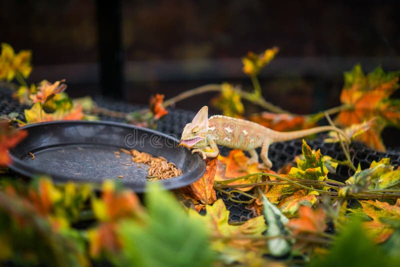 Lizard Eating Cricket Stock Images Download 92 Royalty Free Photos
