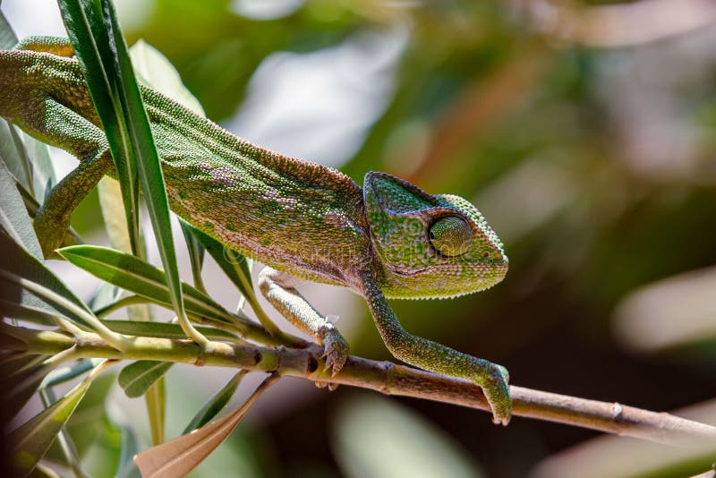 645 Chameleon Climbing Tree Photos Free & RoyaltyFree Stock Photos
