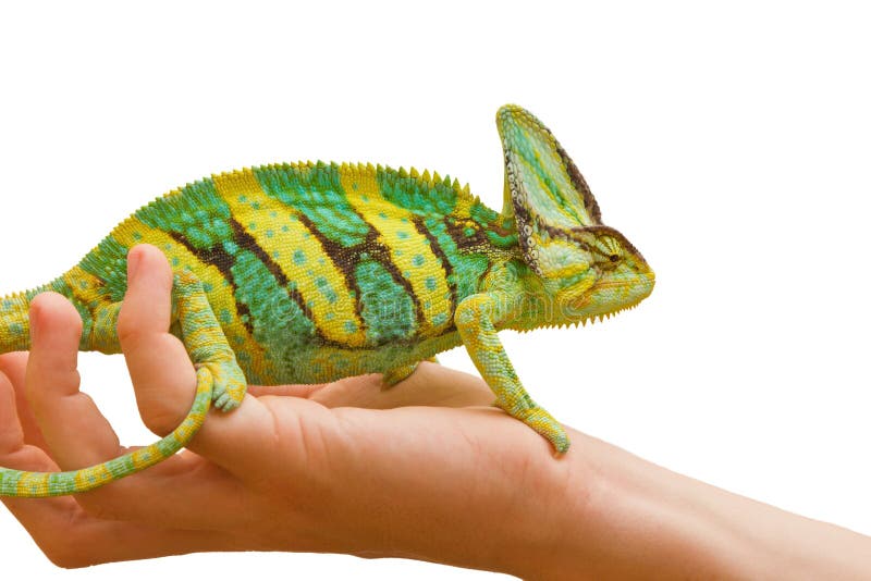 Chameleon royalty free stock photo Chameleon royalty free stock photo