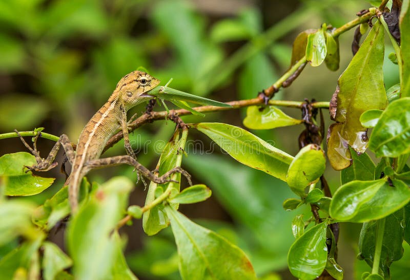Chameleon eating locusts. stock photo. Image of lizard 60752776