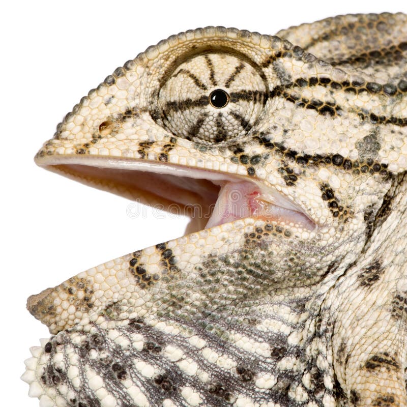 Chameleon Open Mouth Stock Photos Free & RoyaltyFree Stock Photos
