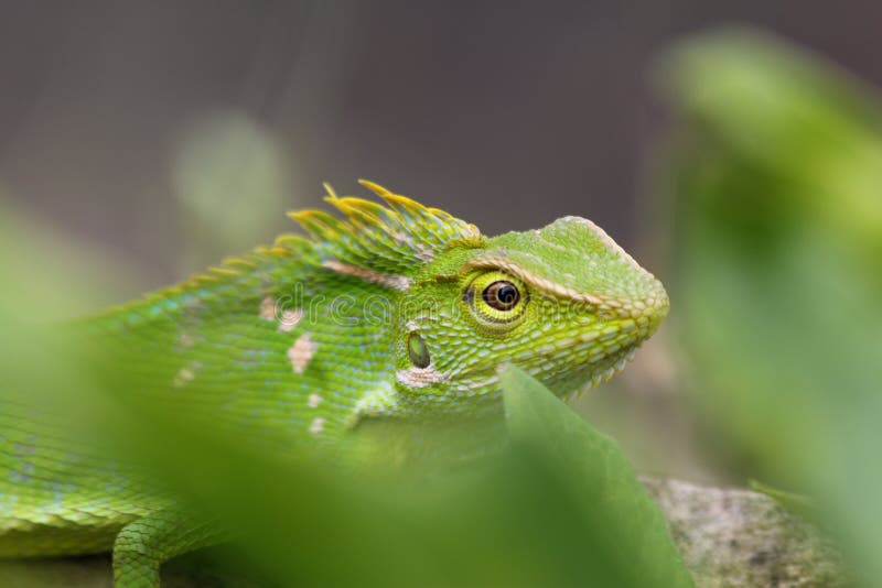 Chameleon Disguised Stock Photos - Free & Royalty-Free Stock Photos from Dreamstime Chameleon Disguised Stock Photos - Free & Royalty-Free Stock Photos from Dreamstime
