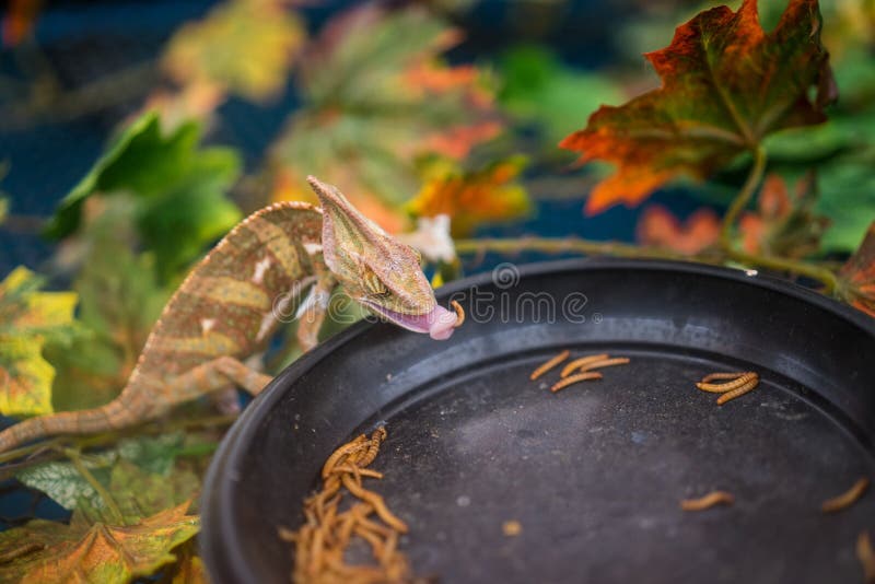 Lizard Eating Cricket Stock Images Download 92 Royalty Free Photos