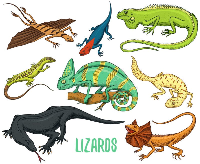 Chameleon Lizard, Green Iguana, Komodo Dragon Monitor, American Sand,  Exotic Reptiles or Snakes, Spotted Fat-tailed Stock Vector - Illustration  of gecko, monster: 111396796