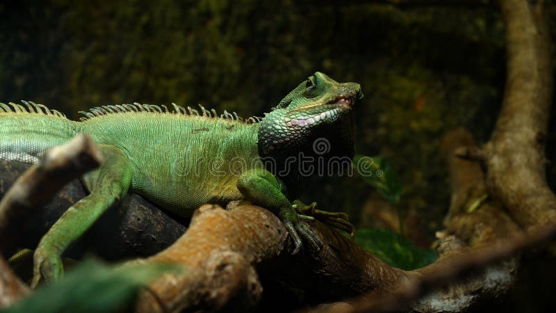 Chameleon Lizard , panther, catching insect, reptile, Chamaeleo using camouflage and walking. Concept of: Zoo, Wildlife, Hunter, stock photos Chameleon Lizard , panther, catching insect, reptile, Chamaeleo using camouflage and walking. Concept of: Zoo, Wildlife, Hunter, stock photos