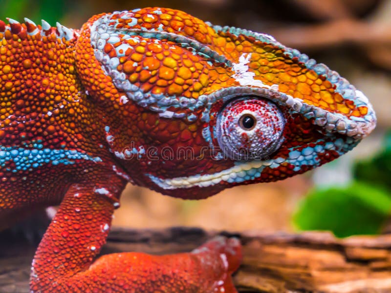 Chameleon lizard sleeping in the sun. Big reptile creeping animal. Amazing nature.